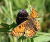 Melitaea parthenoides